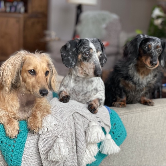 Meet your Posher, Michele,I live in Texas, I ♥️Jewlery,Hand bags, Pets, cloths! - Picture 13 of 16